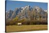 White Horse, Autumn, Grand Tetons, Grand Teton National Park, Wyoming, USA-Michel Hersen-Stretched Canvas