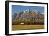 White Horse, Autumn, Grand Tetons, Grand Teton National Park, Wyoming, USA-Michel Hersen-Framed Photographic Print