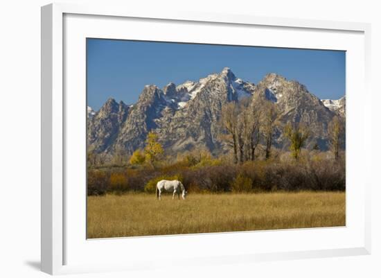 White Horse, Autumn, Grand Tetons, Grand Teton National Park, Wyoming, USA-Michel Hersen-Framed Photographic Print