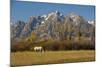 White Horse, Autumn, Grand Tetons, Grand Teton National Park, Wyoming, USA-Michel Hersen-Mounted Photographic Print