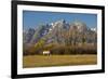 White Horse, Autumn, Grand Tetons, Grand Teton National Park, Wyoming, USA-Michel Hersen-Framed Photographic Print