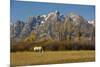 White Horse, Autumn, Grand Tetons, Grand Teton National Park, Wyoming, USA-Michel Hersen-Mounted Photographic Print