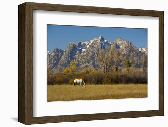 White Horse, Autumn, Grand Tetons, Grand Teton National Park, Wyoming, USA-Michel Hersen-Framed Photographic Print