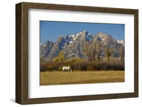 White Horse, Autumn, Grand Tetons, Grand Teton National Park, Wyoming, USA-Michel Hersen-Framed Photographic Print