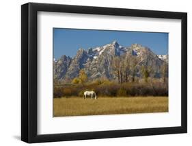 White Horse, Autumn, Grand Tetons, Grand Teton National Park, Wyoming, USA-Michel Hersen-Framed Photographic Print