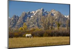 White Horse, Autumn, Grand Tetons, Grand Teton National Park, Wyoming, USA-Michel Hersen-Mounted Photographic Print