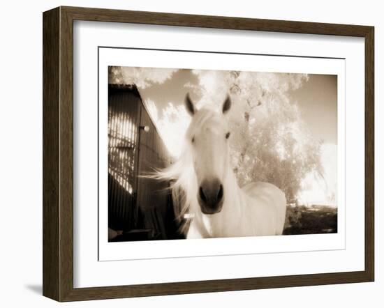 White Horse Black Nose-Theo Westenberger-Framed Art Print