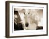 White Horse Black Nose-Theo Westenberger-Framed Art Print