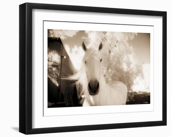 White Horse Black Nose-Theo Westenberger-Framed Art Print