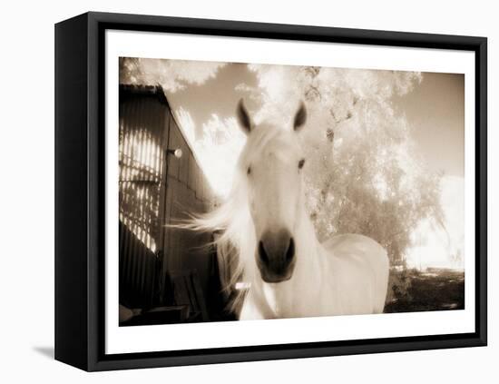 White Horse Black Nose-Theo Westenberger-Framed Stretched Canvas