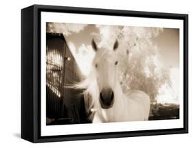 White Horse Black Nose-Theo Westenberger-Framed Stretched Canvas