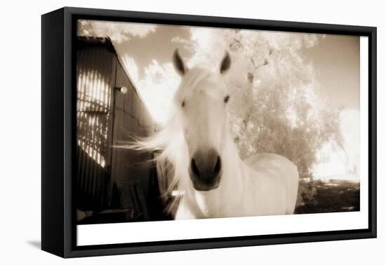 White Horse Black Nose-Theo Westenberger-Framed Stretched Canvas