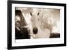 White Horse Black Nose-Theo Westenberger-Framed Photographic Print