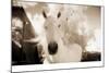 White Horse Black Nose-Theo Westenberger-Mounted Photographic Print