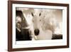 White Horse Black Nose-Theo Westenberger-Framed Photographic Print