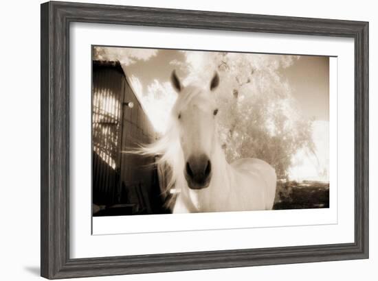 White Horse Black Nose-Theo Westenberger-Framed Photographic Print