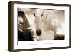 White Horse Black Nose-Theo Westenberger-Framed Photographic Print