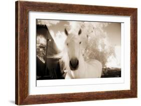 White Horse Black Nose-Theo Westenberger-Framed Photographic Print