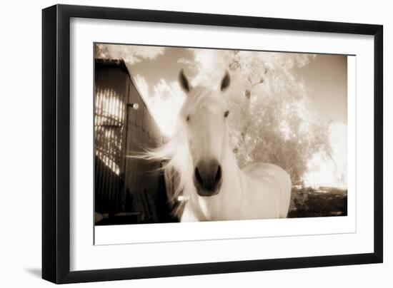 White Horse Black Nose-Theo Westenberger-Framed Photographic Print