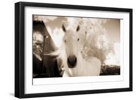 White Horse Black Nose-Theo Westenberger-Framed Photographic Print