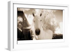 White Horse Black Nose-Theo Westenberger-Framed Photographic Print