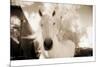 White Horse Black Nose-Theo Westenberger-Mounted Photographic Print
