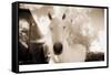 White Horse Black Nose-Theo Westenberger-Framed Stretched Canvas