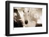 White Horse Black Nose-Theo Westenberger-Framed Photographic Print