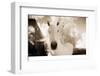 White Horse Black Nose-Theo Westenberger-Framed Photographic Print