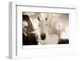 White Horse Black Nose-Theo Westenberger-Framed Photographic Print