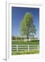 White Horse Fences and Tree in New Spring Foliage, Lexington, Kentucky-Adam Jones-Framed Photographic Print