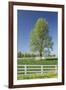 White Horse Fences and Tree in New Spring Foliage, Lexington, Kentucky-Adam Jones-Framed Photographic Print