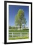 White Horse Fences and Tree in New Spring Foliage, Lexington, Kentucky-Adam Jones-Framed Photographic Print