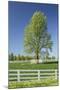 White Horse Fences and Tree in New Spring Foliage, Lexington, Kentucky-Adam Jones-Mounted Photographic Print