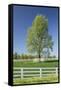 White Horse Fences and Tree in New Spring Foliage, Lexington, Kentucky-Adam Jones-Framed Stretched Canvas