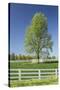 White Horse Fences and Tree in New Spring Foliage, Lexington, Kentucky-Adam Jones-Stretched Canvas