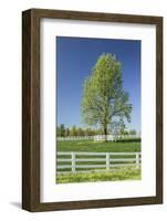 White Horse Fences and Tree in New Spring Foliage, Lexington, Kentucky-Adam Jones-Framed Photographic Print