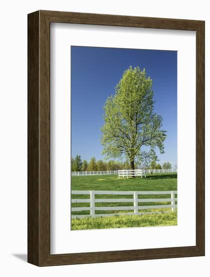 White Horse Fences and Tree in New Spring Foliage, Lexington, Kentucky-Adam Jones-Framed Photographic Print