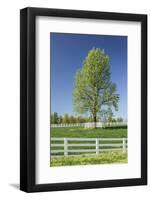 White Horse Fences and Tree in New Spring Foliage, Lexington, Kentucky-Adam Jones-Framed Photographic Print