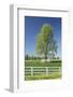 White Horse Fences and Tree in New Spring Foliage, Lexington, Kentucky-Adam Jones-Framed Photographic Print