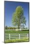 White Horse Fences and Tree in New Spring Foliage, Lexington, Kentucky-Adam Jones-Mounted Photographic Print