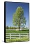 White Horse Fences and Tree in New Spring Foliage, Lexington, Kentucky-Adam Jones-Framed Stretched Canvas