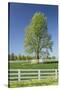 White Horse Fences and Tree in New Spring Foliage, Lexington, Kentucky-Adam Jones-Stretched Canvas