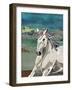 White Horse Freedom-Jenny McGee-Framed Art Print