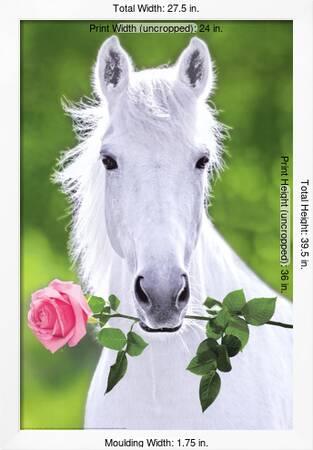 stijfheid betalen Beweegt niet White Horse (Holding Pink Rose) Art Poster Print' Photo | AllPosters.com