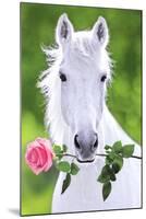 White Horse (Holding Pink Rose) Art Poster Print-null-Mounted Poster