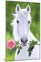 White Horse (Holding Pink Rose) Art Poster Print-null-Mounted Poster