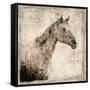 White Horse I-Irena Orlov-Framed Stretched Canvas