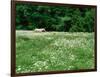 White Horse in a field of white daisies, near Seaside, Clatsop County, Northern Coast, Oregon, USA-null-Framed Photographic Print