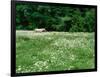 White Horse in a field of white daisies, near Seaside, Clatsop County, Northern Coast, Oregon, USA-null-Framed Photographic Print